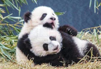 为什么熊猫“大毛”和“二顺”必须回中国？