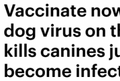 澳洲疫情尚未结束 这种病毒又盯上狗狗