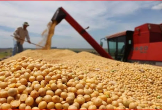 两周买了百万吨  中国加大美国大豆进口