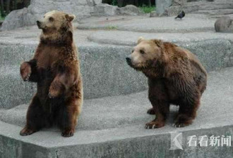 解封后波兰男子去动物园跟母熊打架