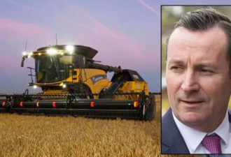 西澳大麦或被中国加征关税 州长强调要维护关系