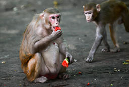 好消息！感染新冠病毒康复后的猴子产生免疫力