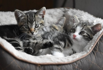 美研究发现：新冠病毒可在猫之间传播