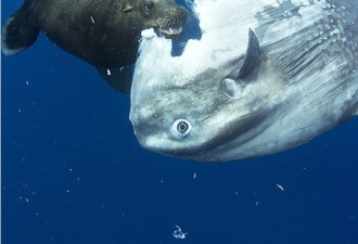 巨大翻车鱼遭海狮啃掉整块鱼肚 海中缓缓下沉