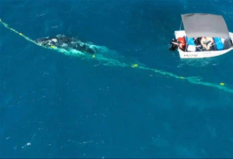 男子跳入大海解救幼鲸，面临巨额罚款