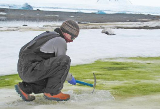南极变绿了：科学家发现部分地区已被藻类覆盖