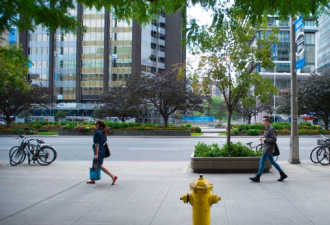 多伦多议员建议修自行车道！市长：别玩弄政治