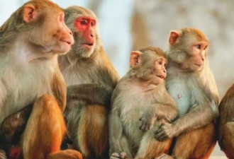 牛津疫苗宣告失败 实验猴全部感染新冠!