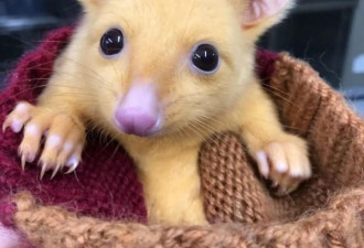 澳洲出现稀有黄金负鼠网嗨翻：皮卡丘？