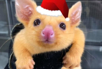 澳洲出现稀有黄金负鼠网嗨翻：皮卡丘？