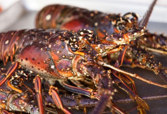 龙虾比生姜便宜 澳海鲜市场损失2.5亿美元