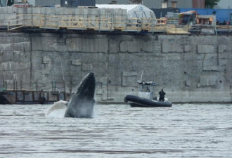 鲸鱼罕见造访蒙特利尔老港，来就不走了