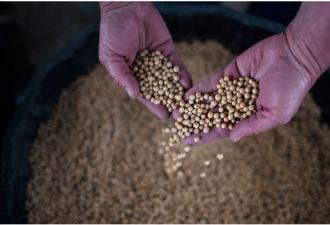 中国下令国企停购美国农产品后 仍购买大豆