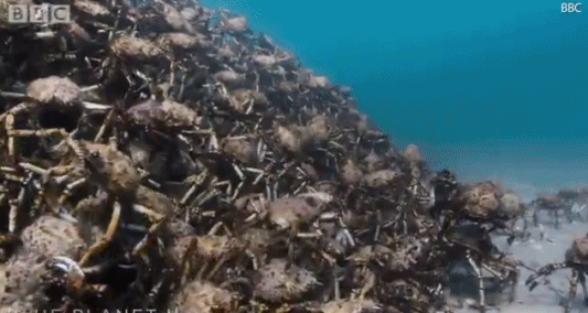 大批华人扎堆澳洲海岸捕捞蜘蛛蟹！