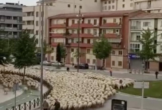 3万只羊走上街头，蒙古国送中国的羊已经到了？