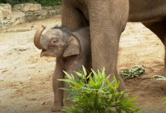 巨萌！来看出生体重超100公斤的大象宝宝