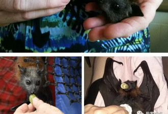 可怕! 澳洲超级大蝙蝠究竟有多危险?