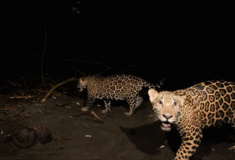 南美美洲豹盗猎增多 中国因素引发关注