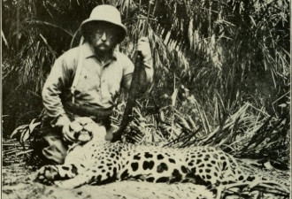 南美美洲豹盗猎增多 中国因素引发关注