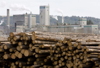 新一轮报复来了？中国会禁止进口加拿大木材吗