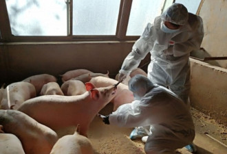中国再现非洲猪瘟 时隔1个月又有近百猪只死亡