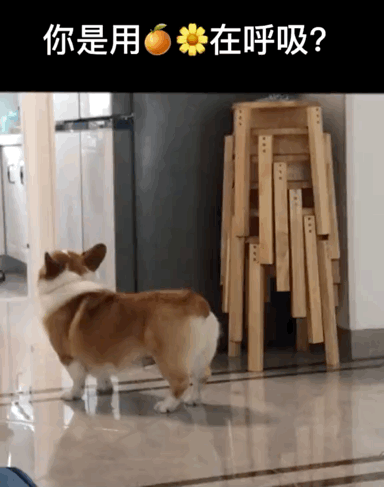 【爆笑】柯基还能用屁股呼吸？奇奇怪怪的知识