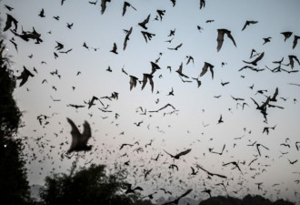 大量蝙蝠暴毙引发恐慌 竟是因太热