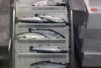 外媒曝出挪威三文鱼农场养殖真相，拥挤肮脏
