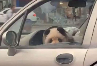 熊猫在四川街头大摇大摆开车、过马路？