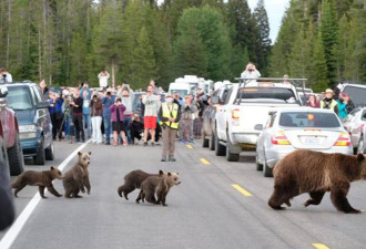 美国最老野生熊妈妈带4只幼崽过马路