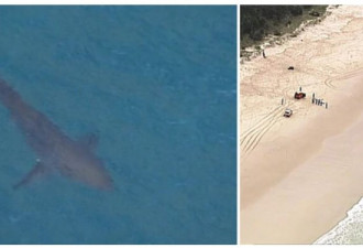 新州冲浪男子今晨遭遇3米长鲨鱼袭击