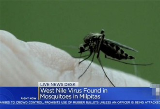 美国发现致命毒蚊子，感染症状跟新冠病毒相似