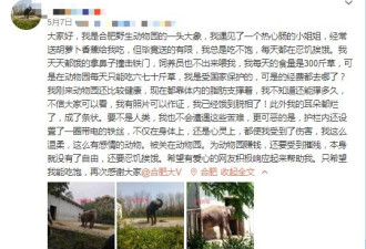 安徽合肥一动物园大象遭虐待瘦成皮包骨?