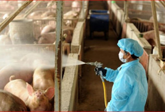 专家称在中国发现可传人的猪流感病毒
