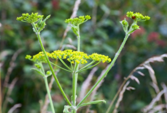 必须注意！多伦多这10种漂亮植物有毒！