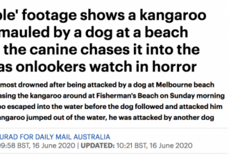 狗在海滩上追逐袋鼠，差点害袋鼠淹死！
