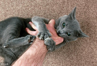 从小养到大的猫咪为何总是咬主人？