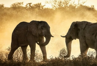 灾难！非洲博茨瓦纳至少350只大象离奇死亡 　