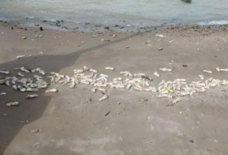 东莞海滩惊现万只猪蹄和动物内脏铺满沙滩