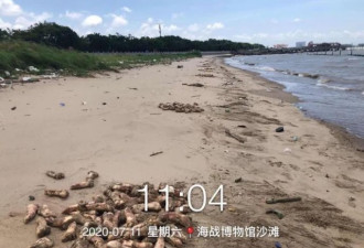 东莞海滩惊现万只猪蹄和动物内脏铺满沙滩