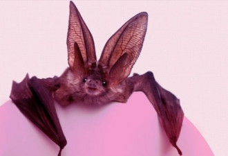 病毒宿主名难除，非洲科学家给蝙蝠喊冤