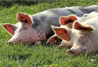 中国新种猪流感现疫苗不管用 专家警告