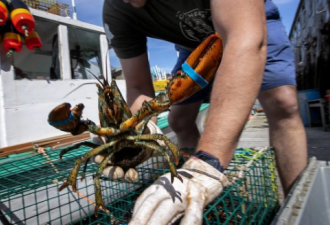 中国要求加拿大龙虾出口商承担新冠责任