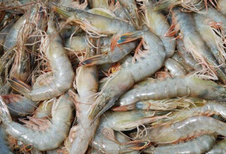 厄瓜多尔冻南美白虾外包装检出新冠病毒