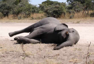 数百头大象离奇死亡!非洲大象王国发生了什么