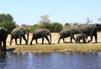 数百头大象离奇死亡!非洲大象王国发生了什么