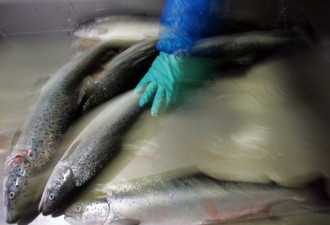 三文魚需求几乎归零 智利渔业组织：中国怕了