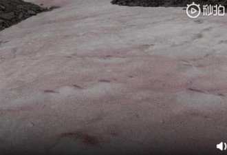 阿尔卑斯山出现粉色冰川，科学家解释…