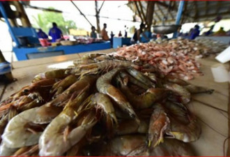 北京下令全国禁售厄瓜多尔白虾