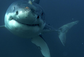 悲剧！新州知名海滩发生鲨鱼袭人事件